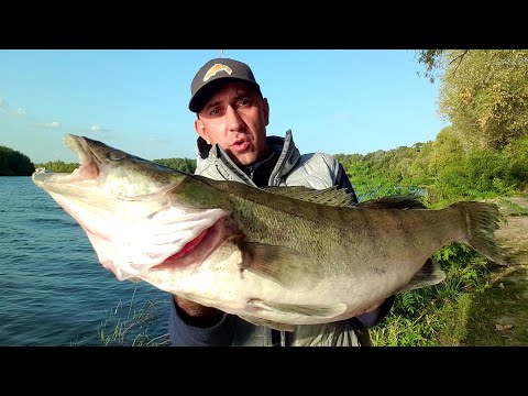 Видео: Як ловити ТРОФЕЙНОГО СУДАКА на оновлений спінінг Favorite x1