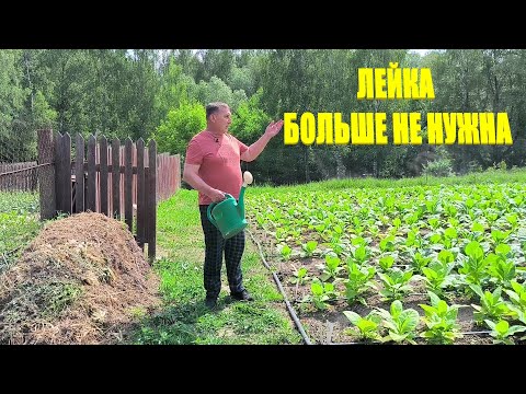 Видео: Долой лейку, да здравствует капельный полив! Табак не растет.  Обзор наших посадок. Жизнь в деревне.