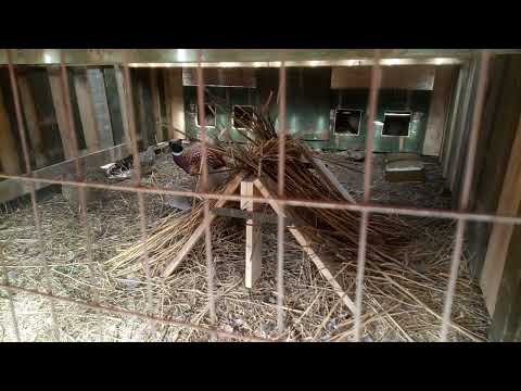 Видео: КАК У СЕБЯ ДОМА куропатки и фазаны в вольере. Дикие птицы в вольере.