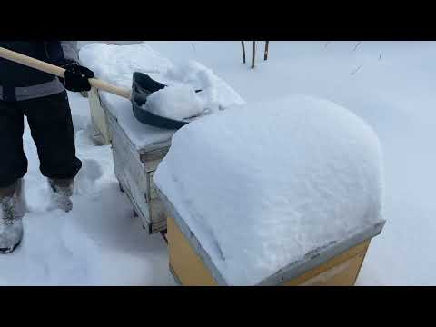 Видео: Масштабный эксперимент- зимовка пчёл. В конце января могут погибнуть пчёлы!!! Смотрим наличие мёда.
