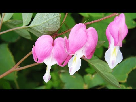 Видео: Как пересаживать разбитое сердце (цветок Дицентра, Dicentra)