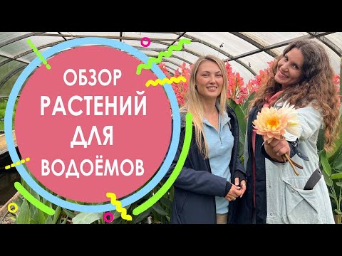 Видео: Обзор растений для водоёмов