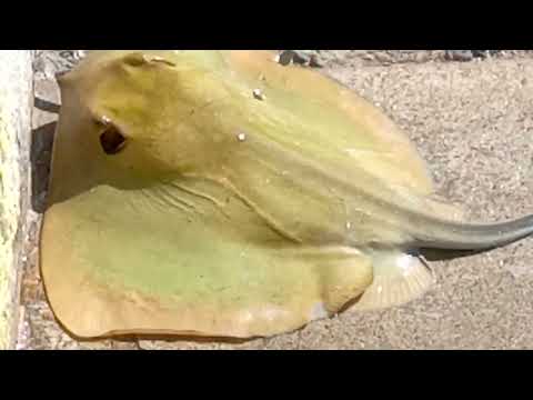 Видео: Улов на Морска Котка!