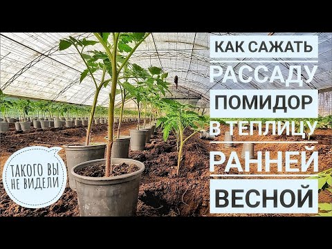 Видео: ПОСАДКА РАССАДЫ ПОМИДОР В ГРУНТ (в теплицу под пленку)