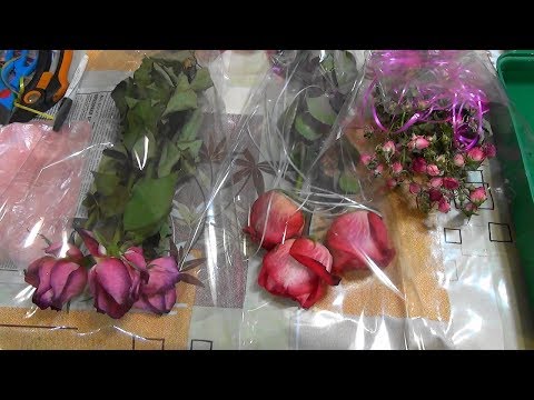 Видео: 🌹Как сохранить (размножить) понравившийся сорт розы с помощью зимней прививки.