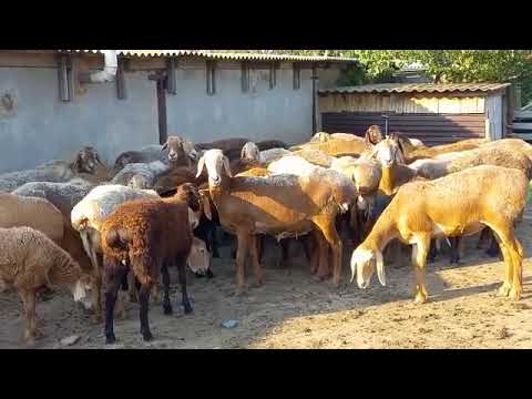 Видео: Гиссарские овцы Токарь В.А. Видеосьемкка Зотова И.В. [Ресурсы фазенды] Часть 2