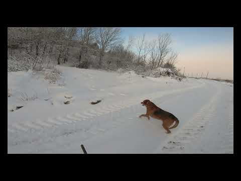 Видео: Охота на зайца с русской гончей по снегу.
