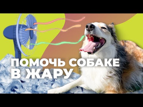 Видео: Собака перегревается 🐕 Что нельзя делать в жару