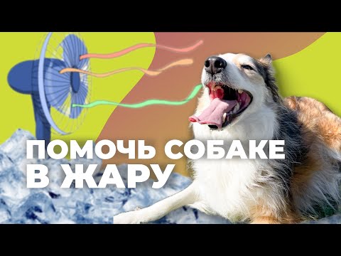 Видео: КАК ИЗБЕЖАТЬ ТЕПЛОВОГО УДАРА? 🐕 Перегрев у собаки: симптомы? Щенку жарко летом, как помочь в жару? 🐩