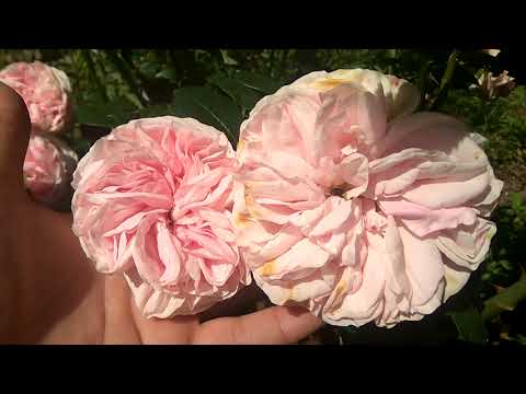 Видео: Как побороть бронзовку? Способ есть.