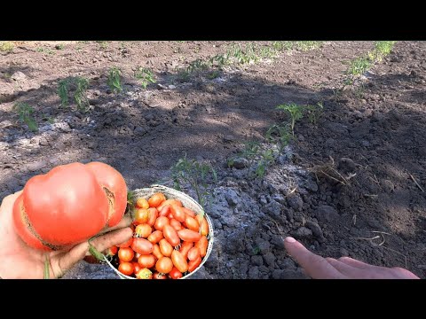 Видео: Садим помидоры без полива лишних хлопот. Урожай просто супер.