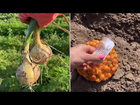 Видео: Сколько килограмм ЛУКА ВЫРОСЛО БЕЗ УДОБРЕНИЙ И ПОДКОРМОК с 500 грамм посадочного