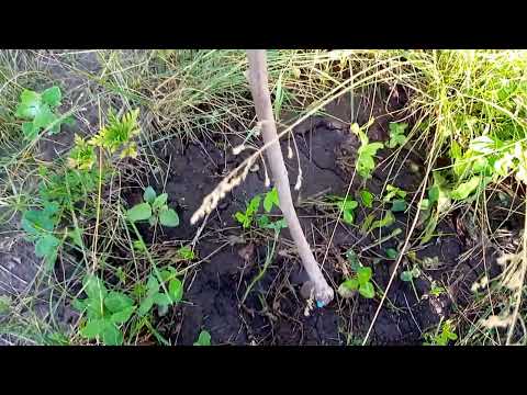 Видео: Правильный  полив  хурмы