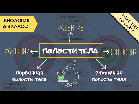 Видео: Полость тела животных. Биология 6 класс. Онтогенез. Вторичная, первичная полости тела червей 8 класс