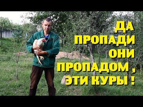 Видео: НА КУРАХ , похоже , НЕ РАЗБОГАТЕЕШЬ!..