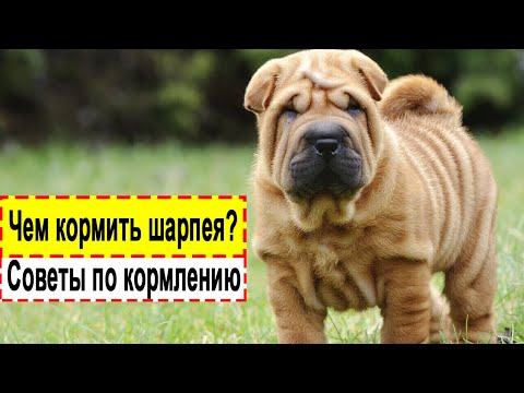 Видео: Чем кормить шарпея и щенков! Что делать при аллергии!