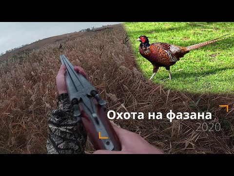 Видео: Охота на фазана со спаниелем. 2020.