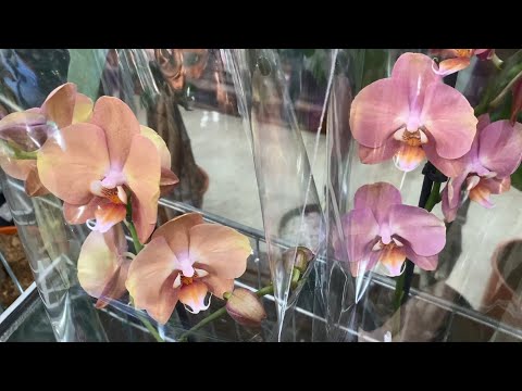 Видео: "7 ЦВЕТОВ" НОВЫЙ ЗАВОЗ ОРХИДЕЙ И НЕ ТОЛЬКО.