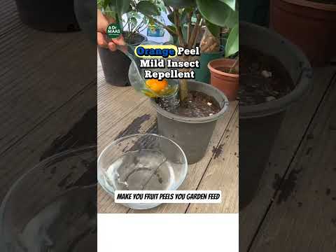 Видео: Не выбрасывайте кожуру! 🍉🍊🥔 Натуральное удобрение и защита растений #shorts  #DIYСад #Компост #