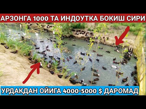 Видео: АРЗОНГА 1000 ТА ИНДОУТКА БОКИШ КАТТА ДАРОМАД | АЛБАТТА КУРИНГ 🤗