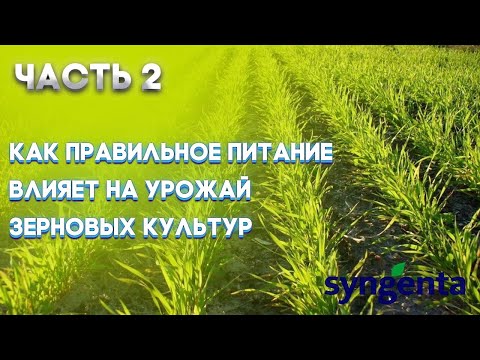 Видео: | ЗЕРНОВЫЕ ЧАСТЬ 2 | Насколько важно правильное питание для зерновых культур? |SYNGENTA |