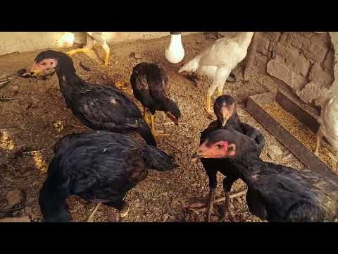 Видео: Ганой зотлар TEL...93-604 52 52