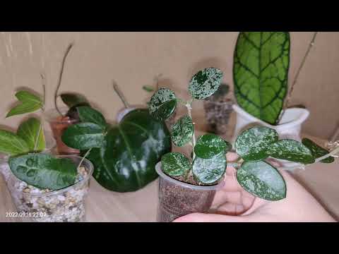Видео: Новые хойи... hypolasia, patella pink, caudata silver и др.