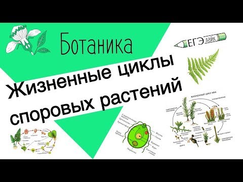 Видео: ЖИЗНЕННЫЕ ЦИКЛЫ СПОРОВЫХ РАСТЕНИЙ: ВОДОРОСЛИ, МХИ, ПАПОРОТНИКИ