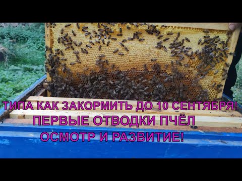 Видео: ЖИРОВОЕ ТЕЛО ПЧЁЛ первые отводки типа как закормить пчёл до 10 сентября ✅☝️