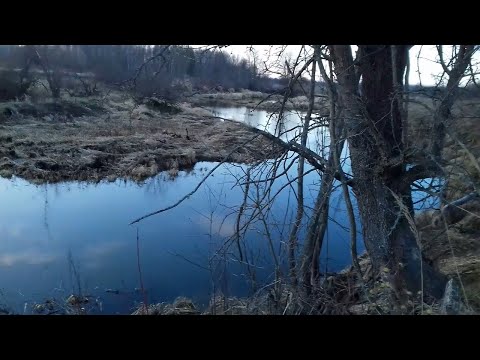 Видео: Новая приманка на бобра! Проверка капканов.