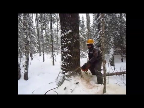 Видео: Применение механического клина для валки леса