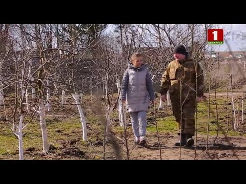 Видео: Формировка ПАЛЬМЕТТЫ /// Горизонтальная формировка веток яблони
