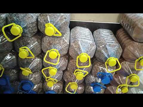 Видео: 20.09.2025г Москва Голубиный Рай, Садовод !!!