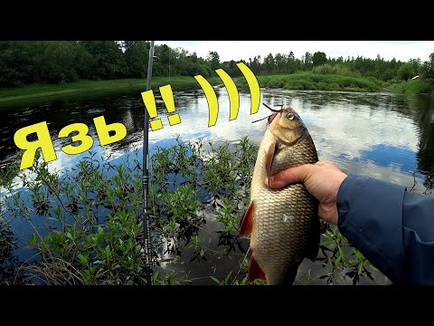 Видео: Рыбалка на спиннинг с берега. ЯЗЬ на воблер!