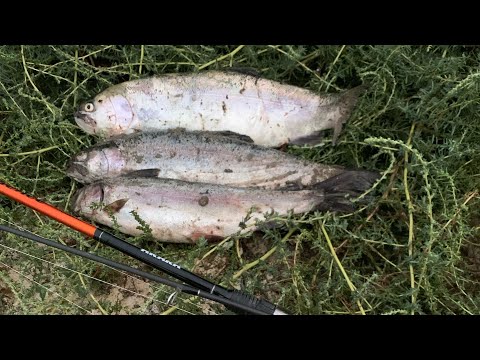 Видео: Իշխանի ձկնորսություն  Հայաստանում 2024/Рыбалка на форель в Армении 2024