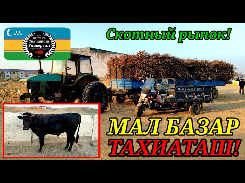 Видео: МАЛ БАЗАР - СКОТНЫЙ РЫНОК #тахиаташ#каракалпакистан#бахалары#цены#бука#сыйыр#бык#корова#телята#сена