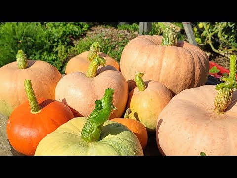 Видео: Тикви..