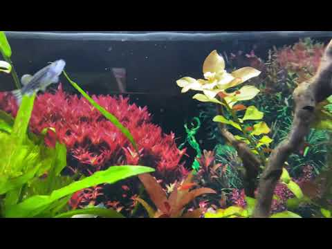 Видео: Аквариум juwel 180 LED . Стоимость всего на выходе