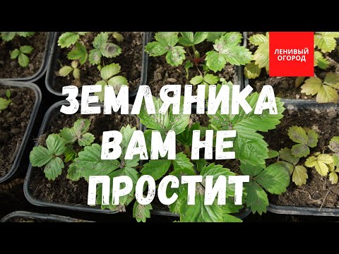 Видео: 5 самых распространённых ошибок при выращивании земляники из семян | Уход за рассадой земляники