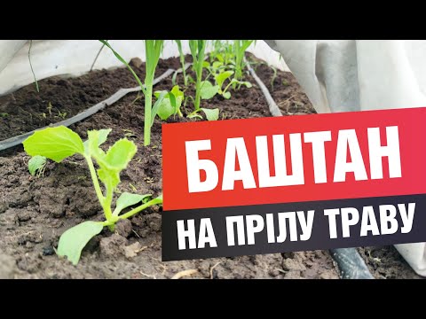 Видео: Висаджую дині та кавуни у ґрунт (город) із розсади на прілу траву