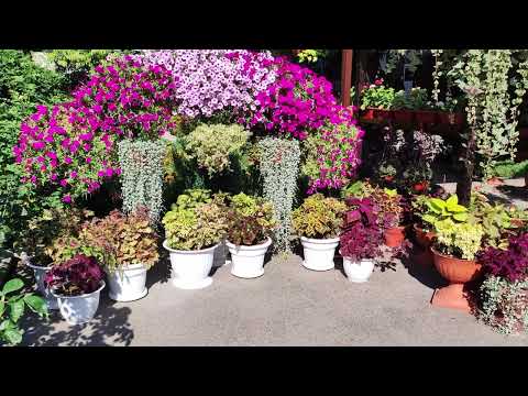 Видео: Колеусы в саду. Выращивание колеуса в кашпо.Уход, полив, удобрения.Обработка от вредителей. Обзор.