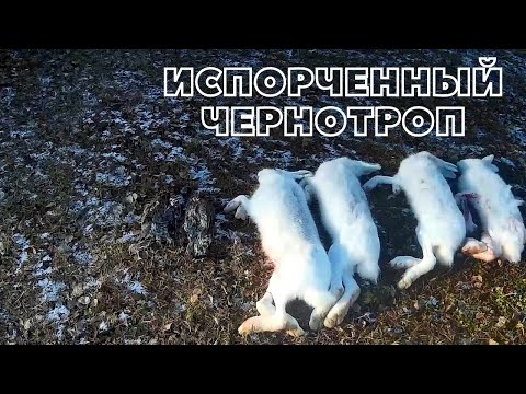 Видео: Охота на зайца беляка по недо чернотропу