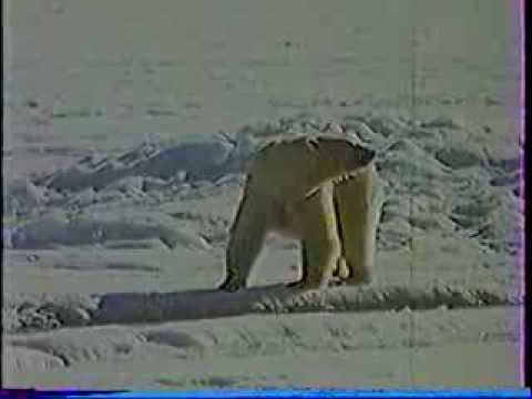 Видео: Белый Медведь - Фильм Юрия Ледина