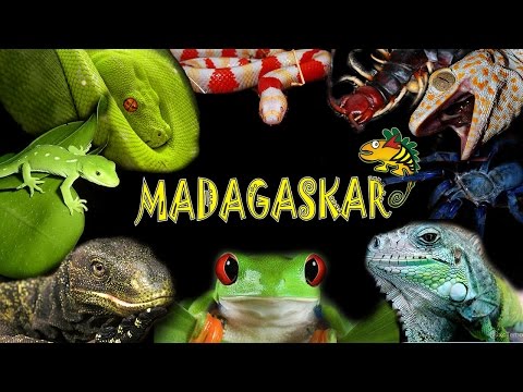 Видео: Удав обыкновенный (Boa constrictor) - содержание и уход