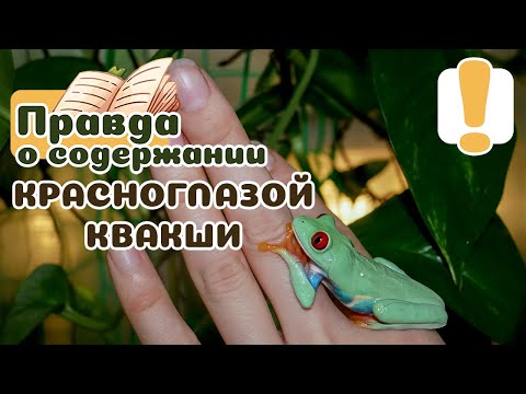 Видео: Красноглазая квакша: содержание и уход