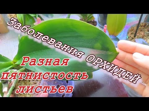 Видео: Больные орхидеи. Пятнистости листьев на примере. Собрала всех в кучу для обработки Фитоном.