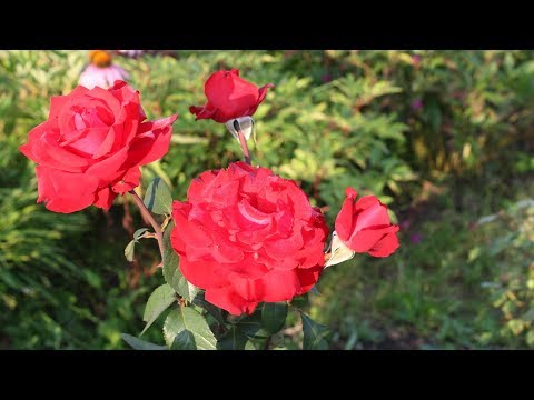 Видео: Как и когда укрывать розы.  Советы Елены Иващенко