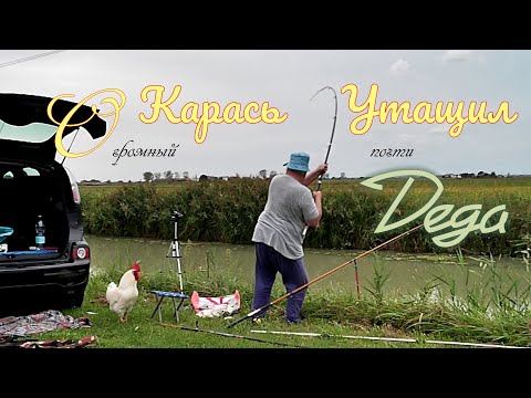Видео: Огромный карась утащил Деда   #fishing #carpfishing #рыбалка #карп