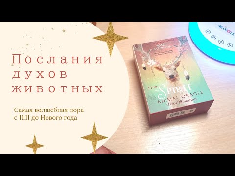 Видео: ЧТО ЖДЁТ В БУДУЩЕМ ? прогноз с 11.11 до Нового года. Послания животных 🐾💫