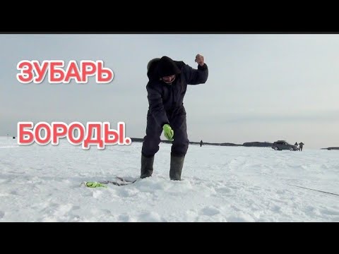 Видео: Рыбалка Ханган -Де кастри. Ловля зубаря на бороды.